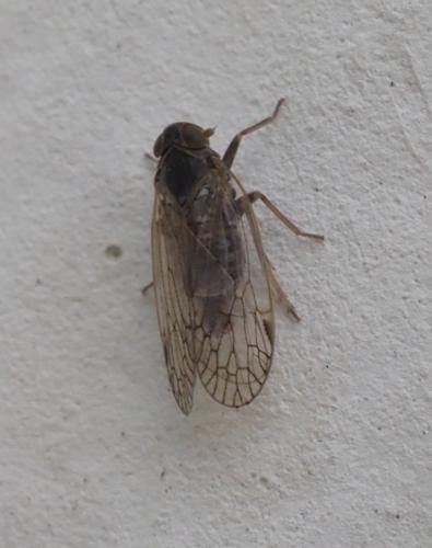 Réf. 236 514 : Reptalus sp.